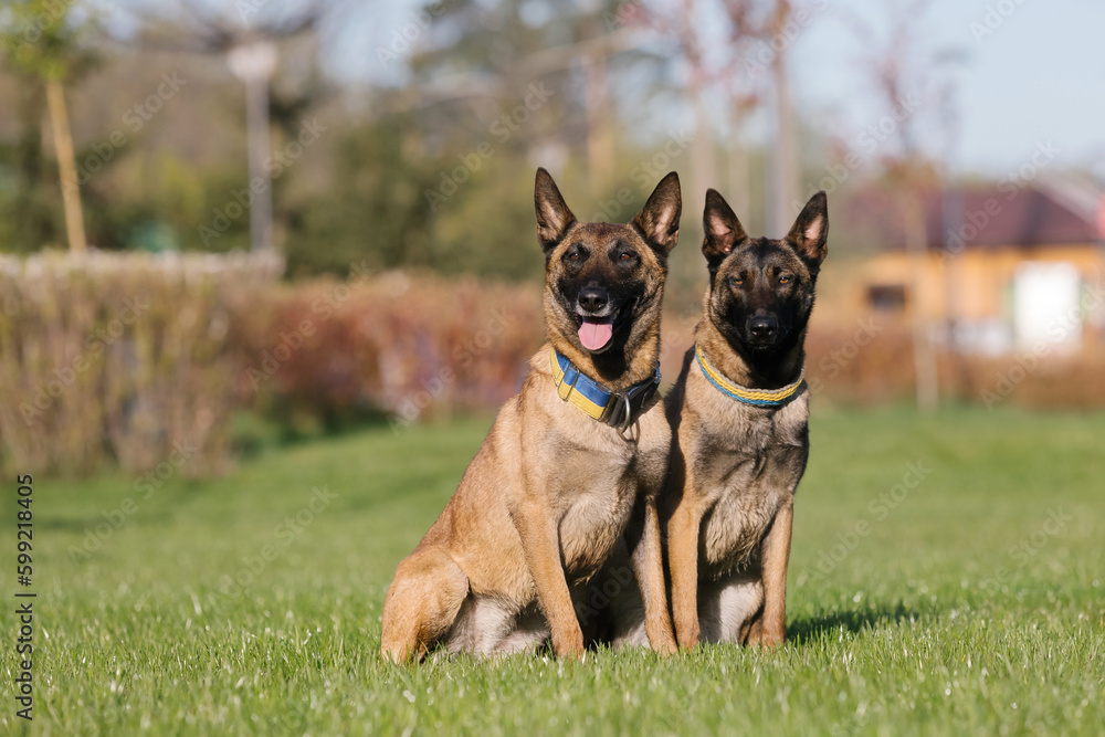 Two belgian malinois dogs sitting in a field. Police dog. Guard dog. Dog collar. Two belgian malinois dogs sitting in a field. Police dog. Guard dog. Dog collar.