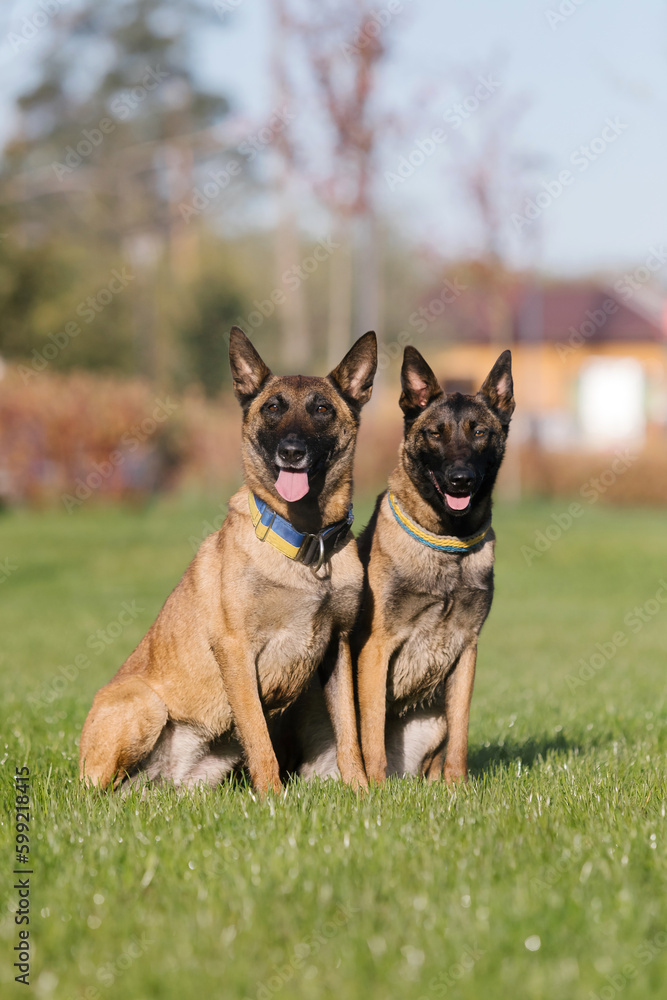 Two belgian malinois dogs sitting in a field.  Police dog. Guard dog. Dog collar.