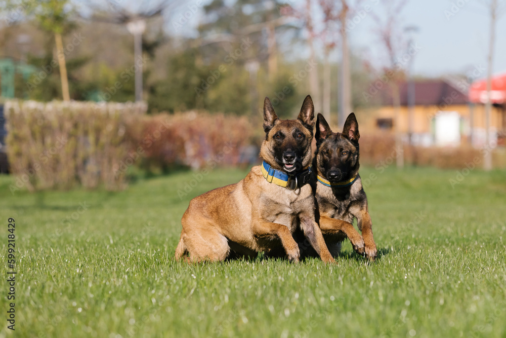 Two belgian shepherd dogs running in a field Two belgian shepherd dogs running in a field