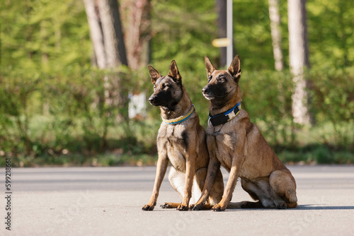 Two belgian malinois dogs sitting in a field. Police dog. Guard dog. Dog collar.
