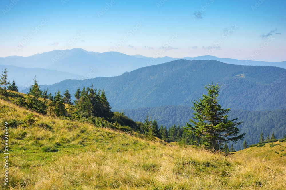 carpathian mountain ridge in summer. steep forested slopes. bright sunny weather