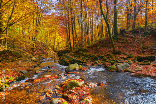 mountain river runs through natural park. wonderful nature landscape in fall season. forest in colorful foliage on a sunny day © Pellinni