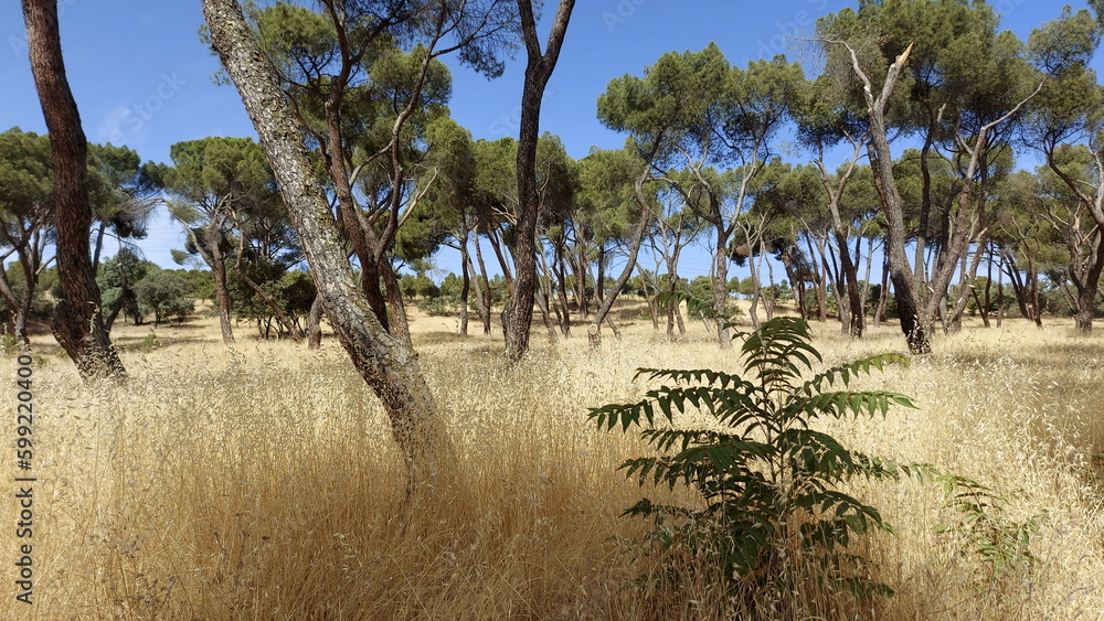 Tall pine tree forest in Spain near Madrid, Casa de Campo Tall pine tree forest in Spain near Madrid, Casa de Campo