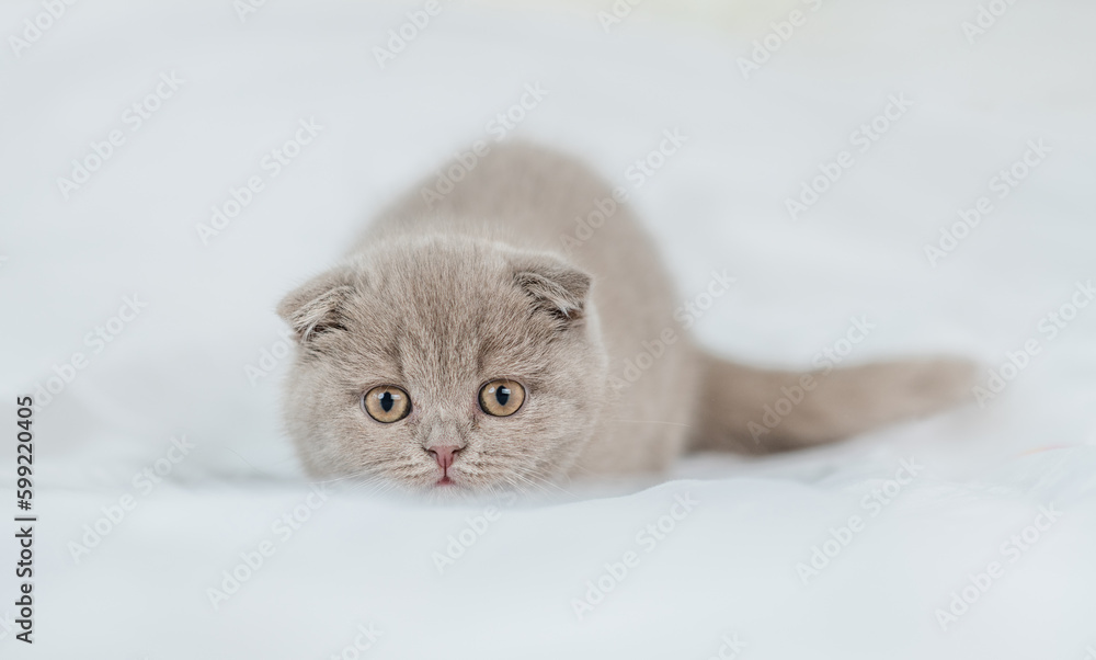 Playful kitten lying on the bed at home and ready to hunt