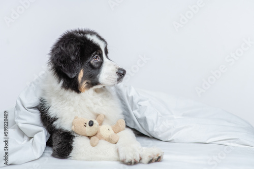 Cute Australian shepherd puppy hugs favorite toy bear on a bed at home and looks away on empty space