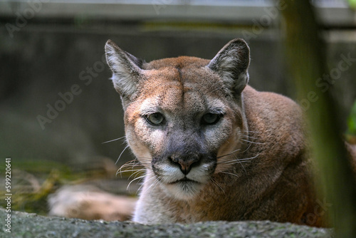 Puma (cougar) Stares at Camera