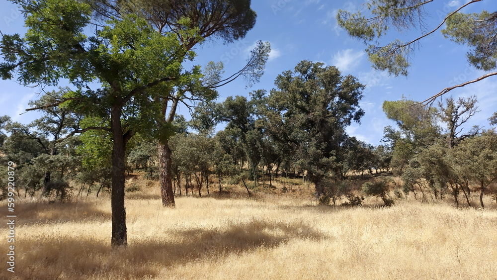 Fototapeta premium Tall pine tree forest in Spain near Madrid, Casa de Campo