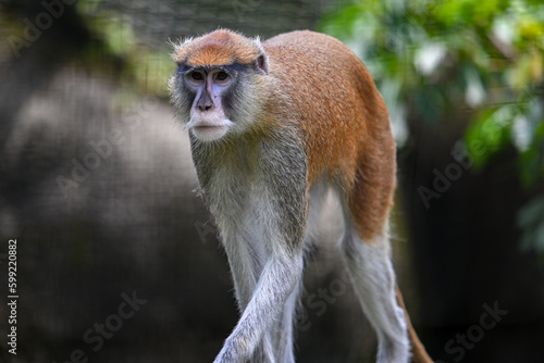 Photography Patas monkey