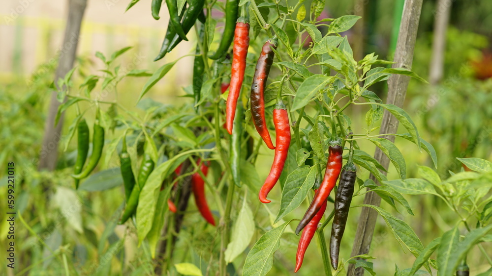 red chili pepper on the tree red chili pepper on the tree