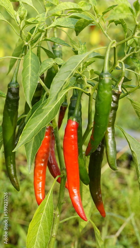 chili peppers on the tree