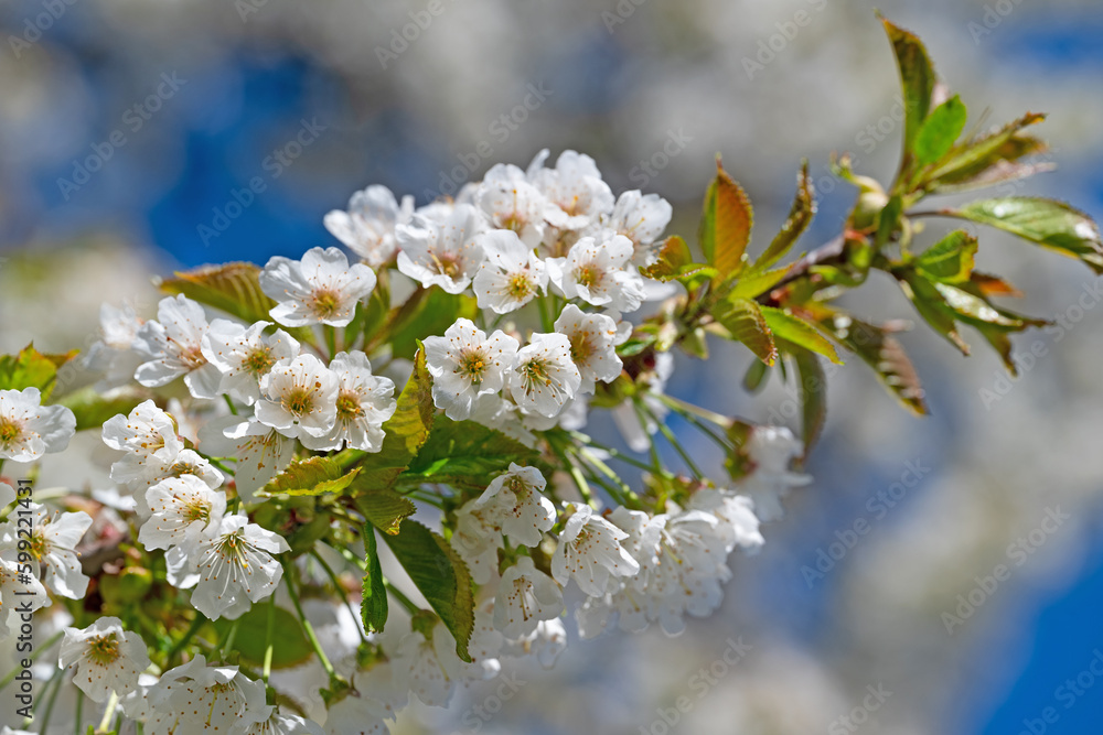 Blühender Kirschbaum, Prunus avium, im Frühling Blühender Kirschbaum, Prunus avium, im Frühling