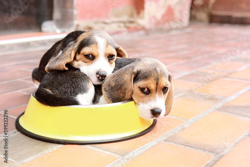 perro beagle en la ciudad y en casa muy feliz