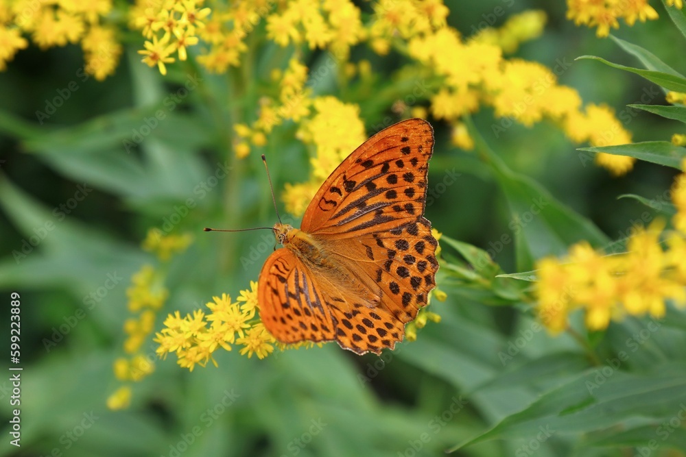 Butterfly on Canadian goldenrod flowers Butterfly on Canadian goldenrod flowers