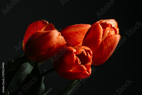 orange tulip