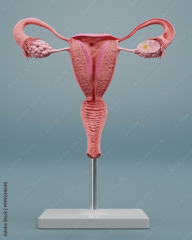 Fotografie Realistic 3D Render of Uterus Model