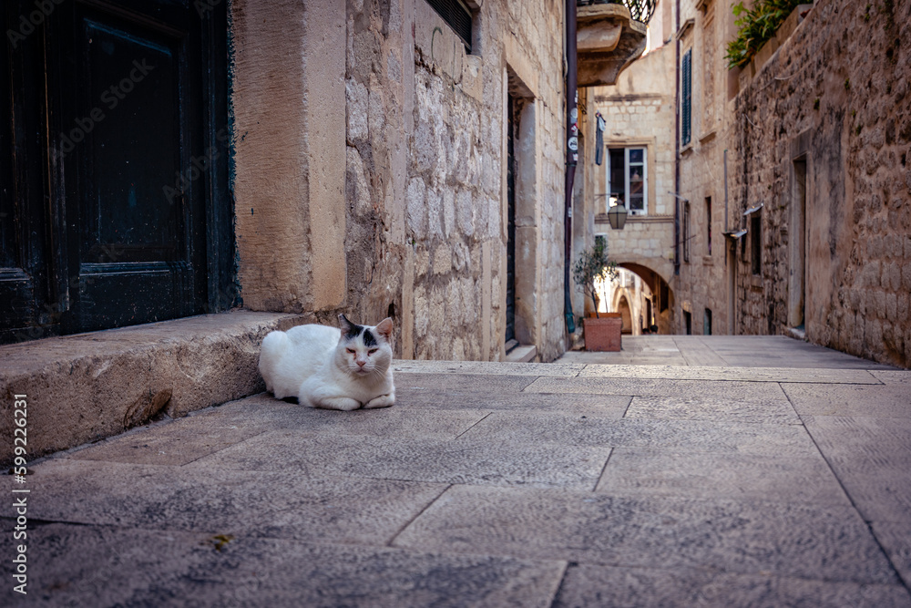 Cat resting on the side of the road, Dubrovnik, Croatia