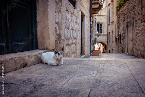 Cat resting on the side of the road, Dubrovnik, Croatia