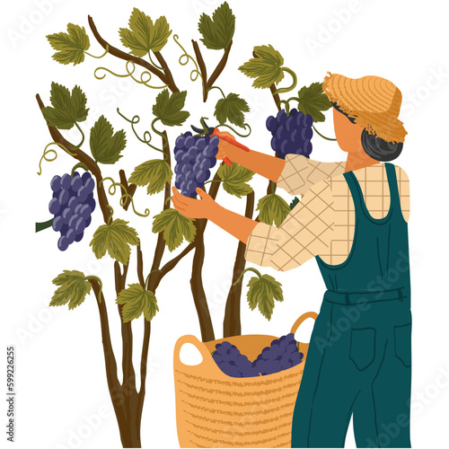 Vector man picking grape during wine harvest icon