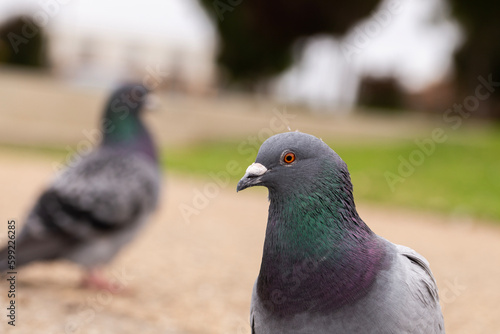 homing pigeon, or rock dove, with beautiful purple and green colours on the neck, found at a park in Adelaide, South Australia
