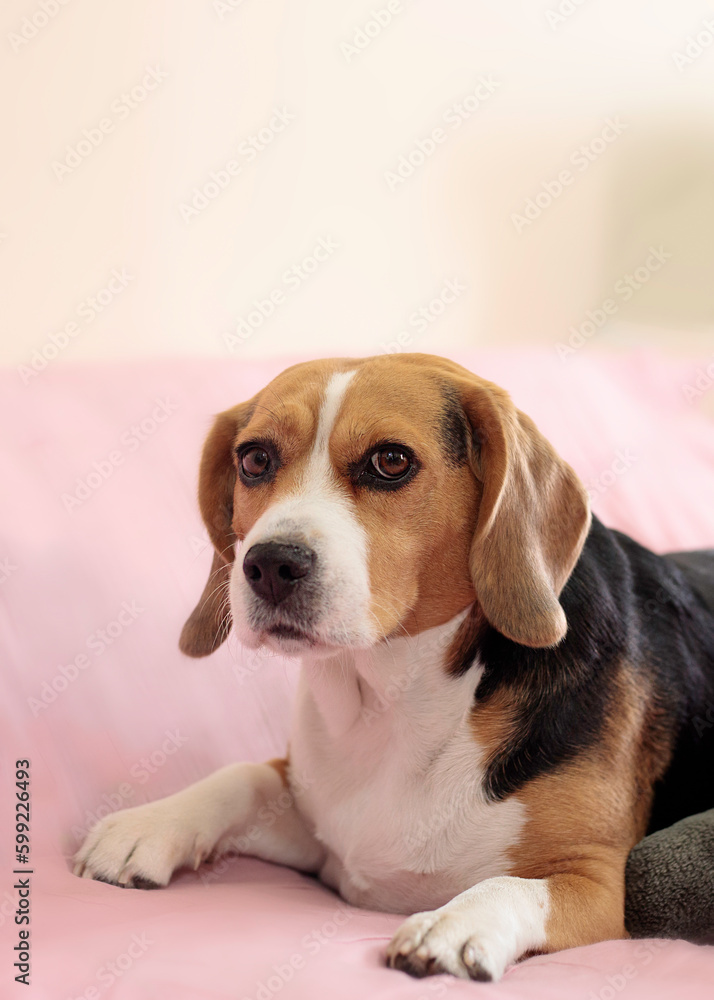 perro beagle en la ciudad y en casa muy feliz

