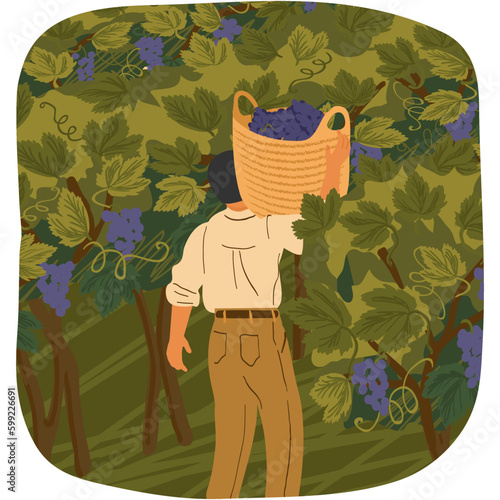 Vector man picking grape gathering wine harvest