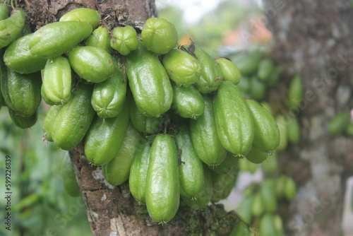 growing in groups of green vegetable star fruit