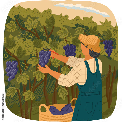 Vector man farmer collect grape season harvesting