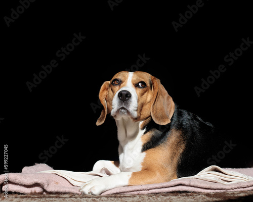 perro beagle en la ciudad y en casa muy feliz 