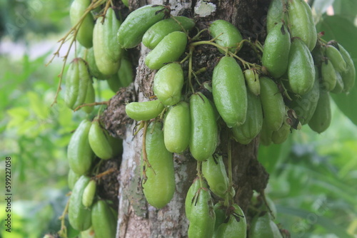 growing in groups of green vegetable star fruit