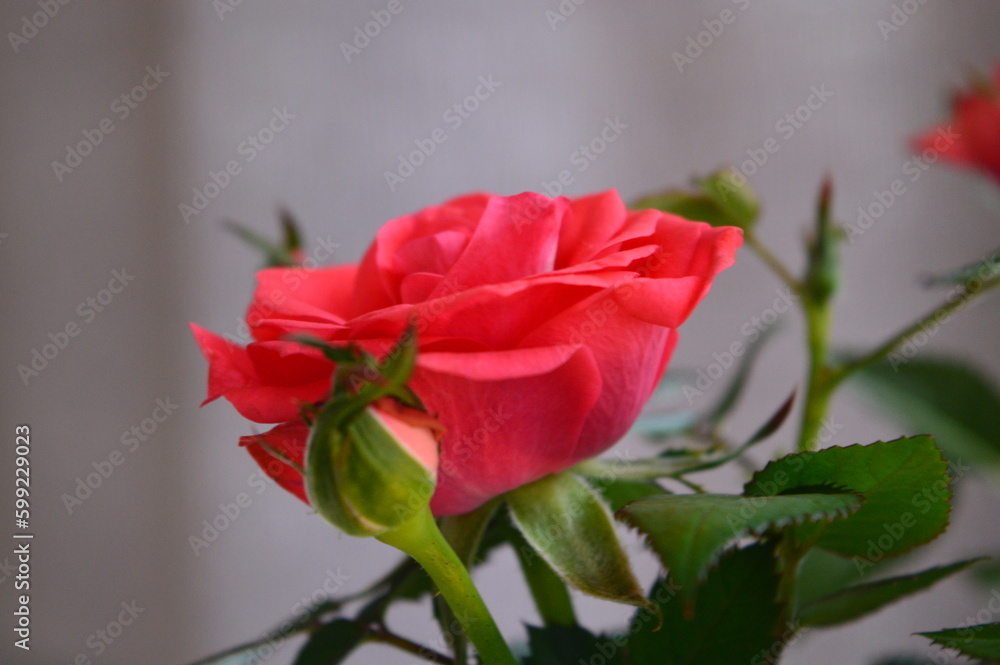 Fototapeta premium red rose on a white background