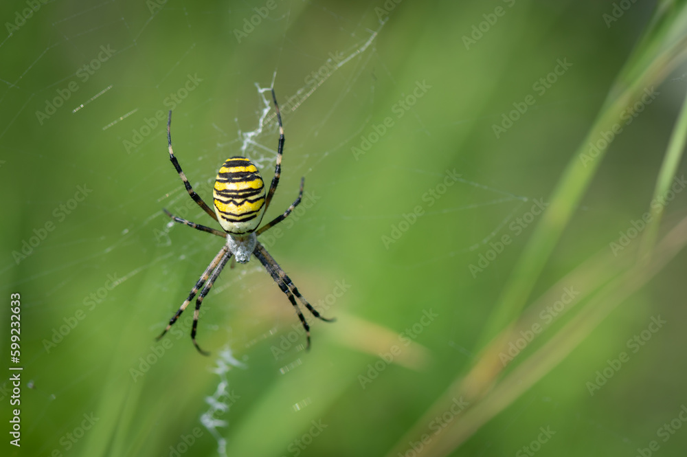 A colorful yellow spider insect sitting on the grass in the middle of a meadow with a green background in Moravia in the Czech Republic A colorful yellow spider insect sitting on the grass in the middle of a meadow with a green background in Moravia in the Czech Republic