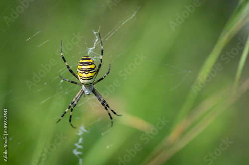A colorful yellow spider insect sitting on the grass in the middle of a meadow with a green background in Moravia in the Czech Republic