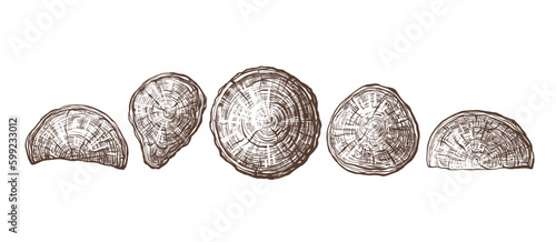 Wood set, hand drawn texture pile Vector engraving