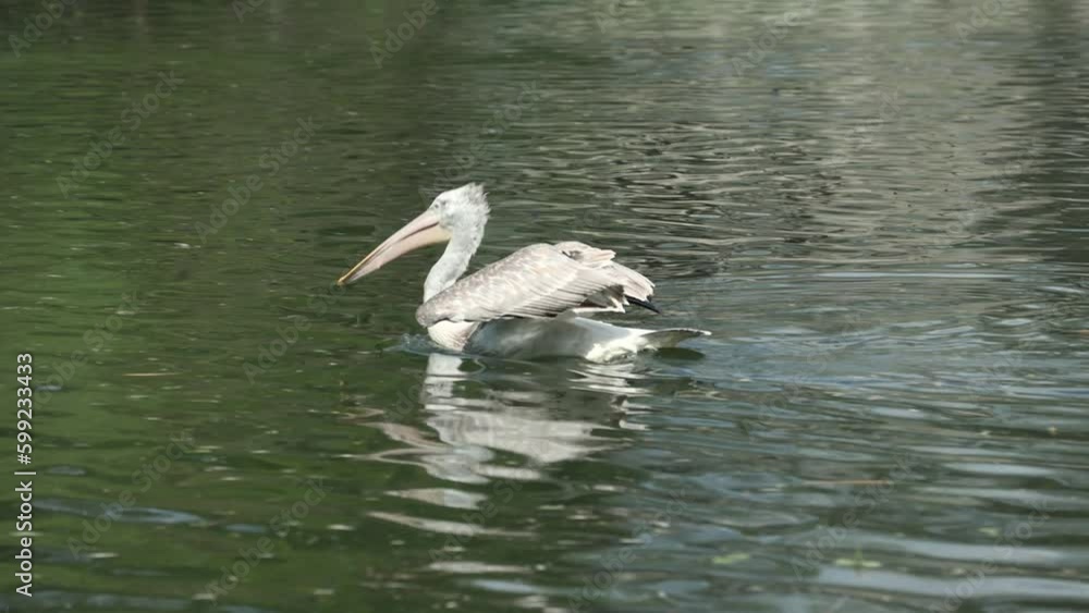 Swimming alone pelican try to catching fish from lake water. Swimming alone pelican try to catching fish from lake water.