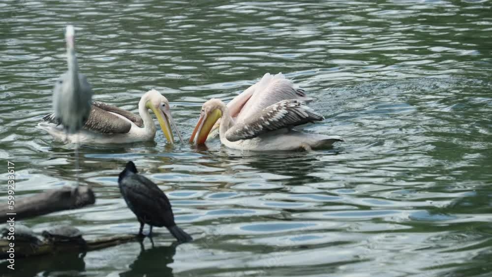 Pelican group try to catching some fishes from lake water. Pelican group try to catching some fishes from lake water.