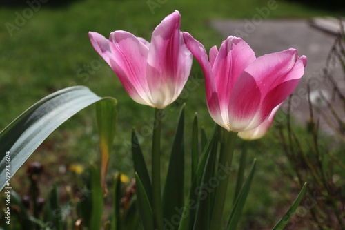 tulips in the spring sunlight