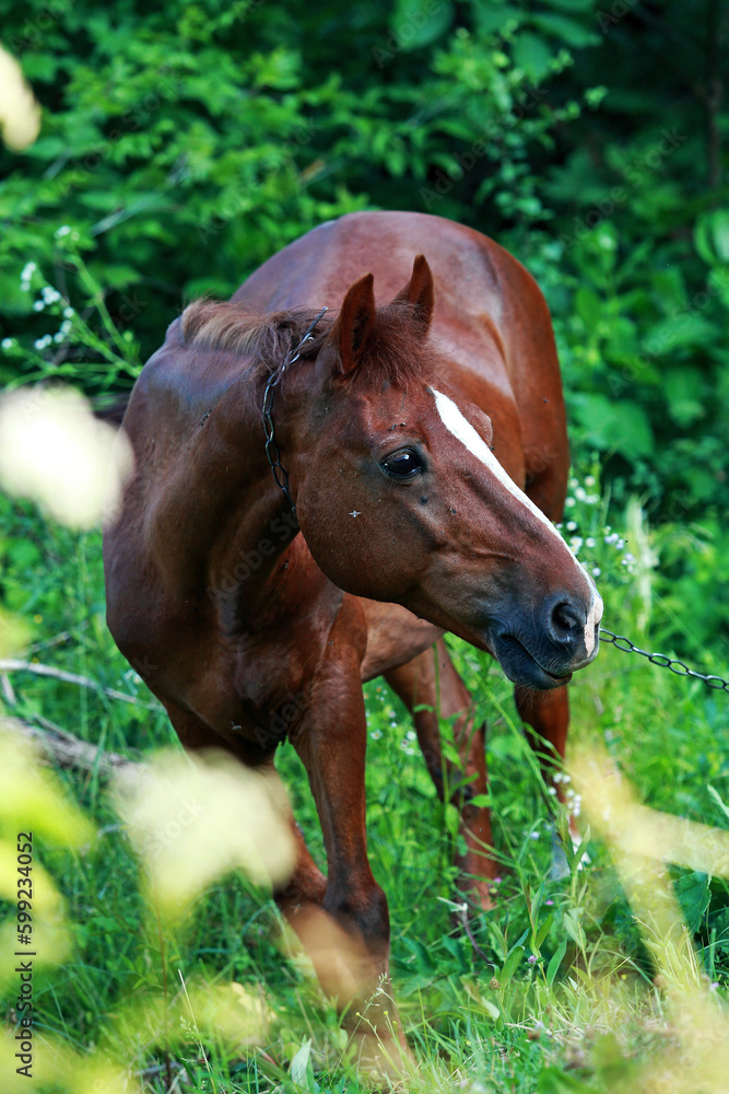 graceful horse in nature eating grass graceful horse in nature eating grass