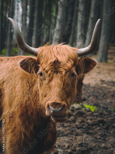 The wild nature of Latvia, a nature park by the lake where cows graze. Cows live outdoors