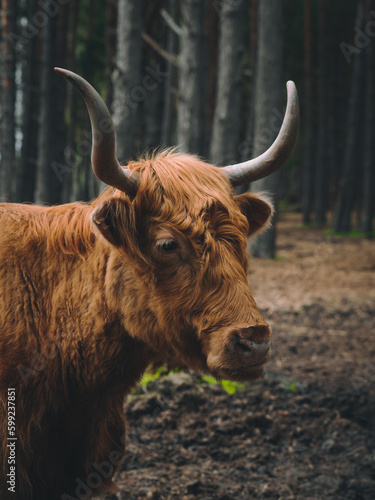 The wild nature of Latvia, a nature park by the lake where cows graze. Cows live outdoors