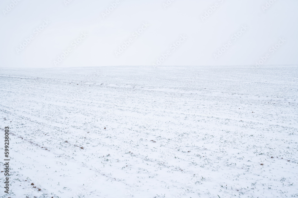 Landscape of wheat field covered with snow in winter season. Agriculture process with a crop cultures. Landscape of wheat field covered with snow in winter season. Agriculture process with a crop cultures.