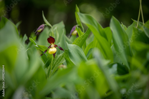 Beautiful very rare and endangered orchid, lady slippery orchid blooming in the middle of a deciduous forest with a green background in Moravia, Czech Republic © Jan