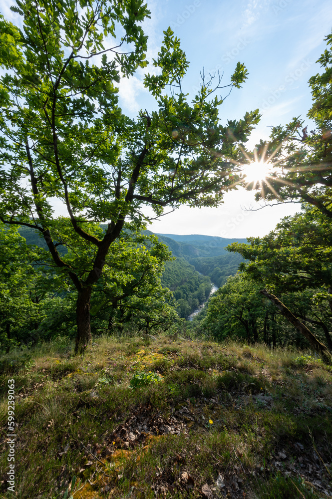 Obraz premium View of the meandering river, forest of fog and sunset in the Podyjí meadow National Park in Moravia in the Czech Republic