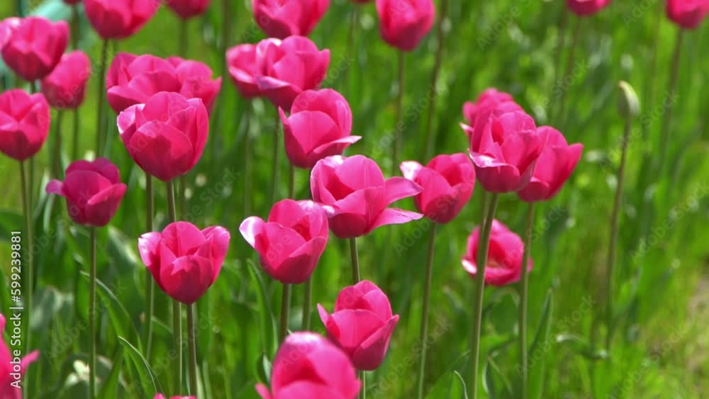 Pink tulips bloom in spring. Blur bokeh. Tulip flower nature. Floral background. Botanical garden. Flowering buds. Blooming mood. Beautiful aesthetic petal plant. The swaying of the wind. Sunny day. Pink tulips bloom in spring. Blur bokeh. Tulip flower nature. Floral background. Botanical garden. Flowering buds. Blooming mood. Beautiful aesthetic petal plant. The swaying of the wind. Sunny day.