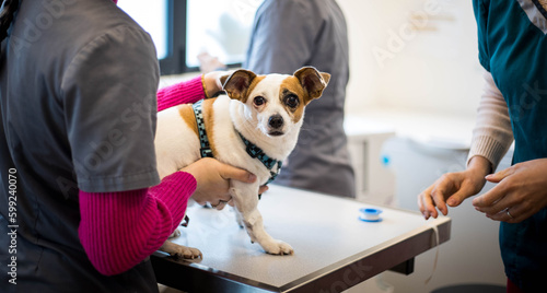 Un chien jack russell sur la table d'examen d'une clinique vétérinaire avec une perfusion photo