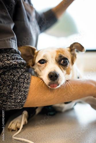 Wallpaper Mural Un chien jack russell dans les bras d'une vétérinaire qui fait son examen Torontodigital.ca