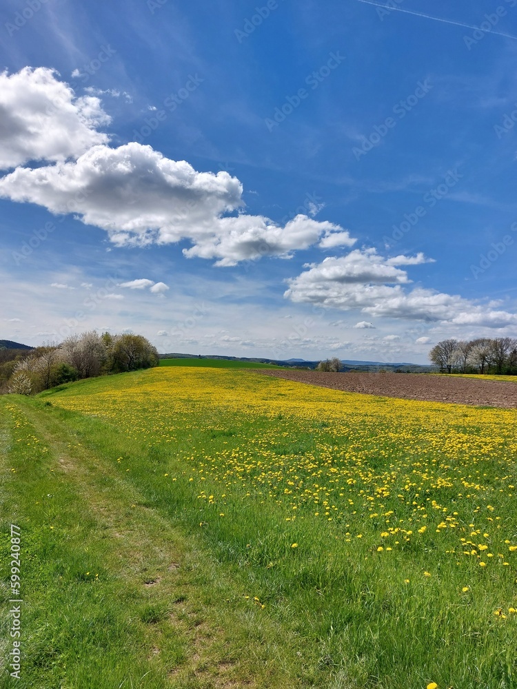 Obraz premium field and sky