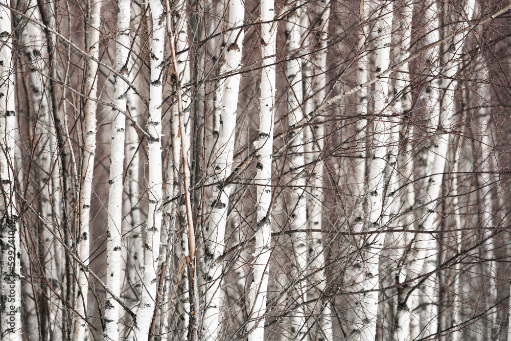 spring forest, birch grove without leaves in April against a blue sky spring forest, birch grove without leaves in April against a blue sky