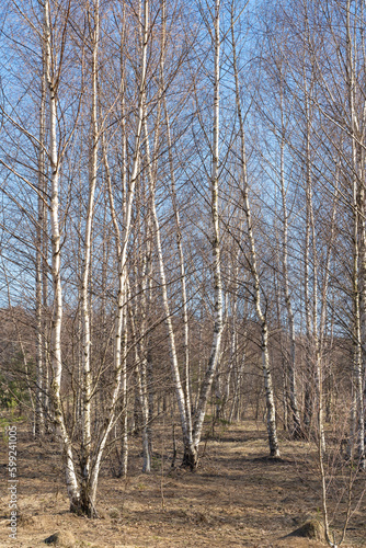 spring forest  birch grove without leaves in April against a blue sky