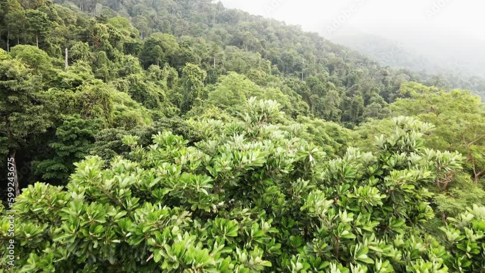 Aerial of rain forest in South East Asia, Wide angle, birds-eye view Aerial of rain forest in South East Asia, Wide angle, birds-eye view