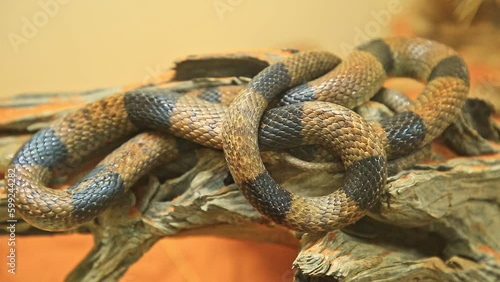 Western brown snake or gwardar in a natural red sand background. Pseudonaja nuchalis species is an Australian venomous snake. Elapidae snakes family. Living in northern and eastern Australia. photo